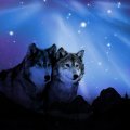 Northern Sky Wolves