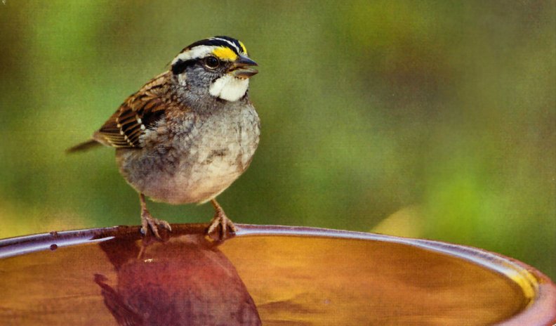 White_throated Sparrow