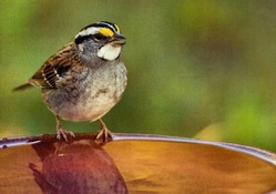 White_throated Sparrow
