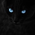 black cat blue eyes