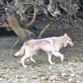 Timber Wolf British Columbia
