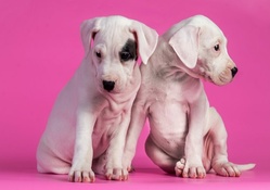 Pink puppies