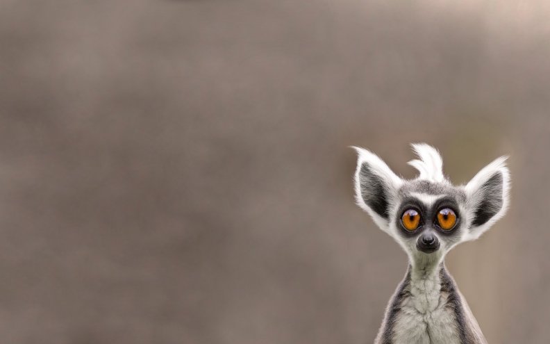 Lemur looking at you.