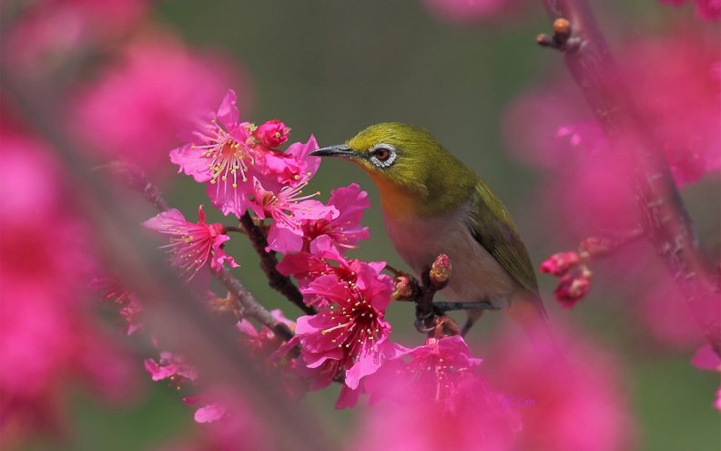 bird_on_flowering_tree.jpg