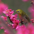 Bird on Flowering Tree