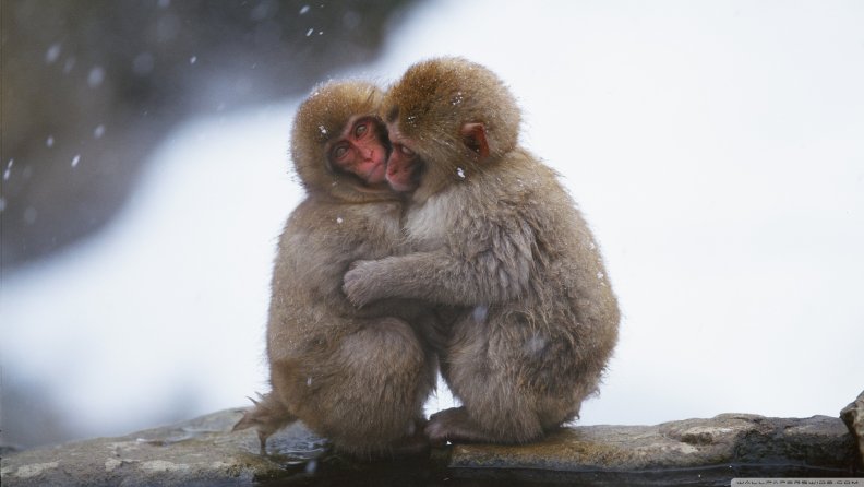 macaques hug