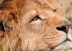 sad lion
