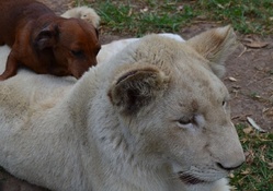 LION WITH DOG