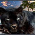 black cougar rests..........