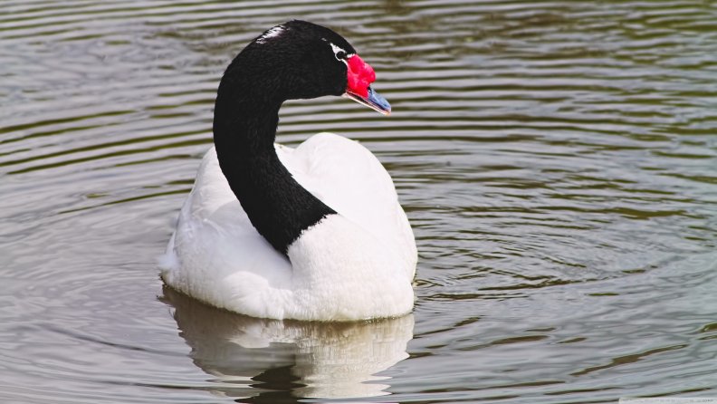 black_necked_swan.jpg