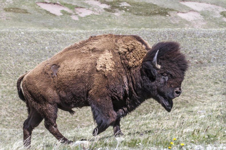 Plains Buffalo