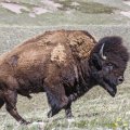 Plains Buffalo