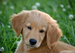 Cute Golden Retriever Puppy