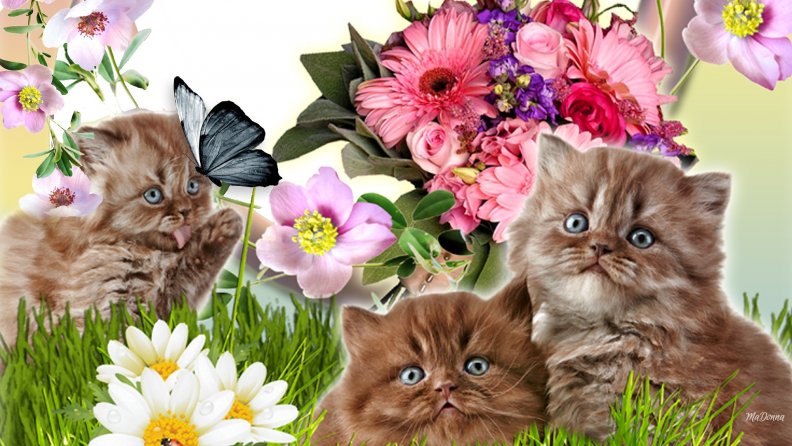 flowers_and_kittens.jpg