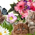 Flowers and Kittens