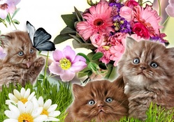 Flowers and Kittens