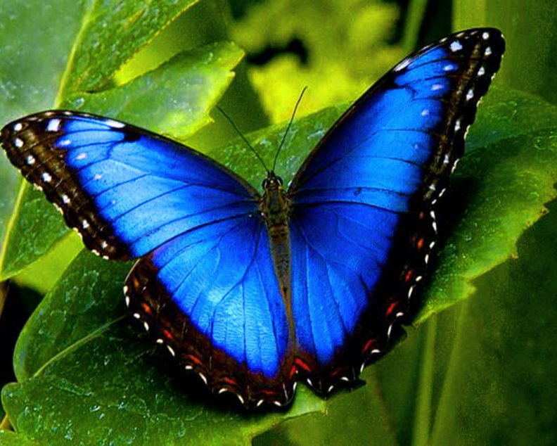 beautiful_blue_butterfly.jpg