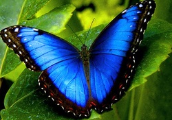 Beautiful Blue Butterfly