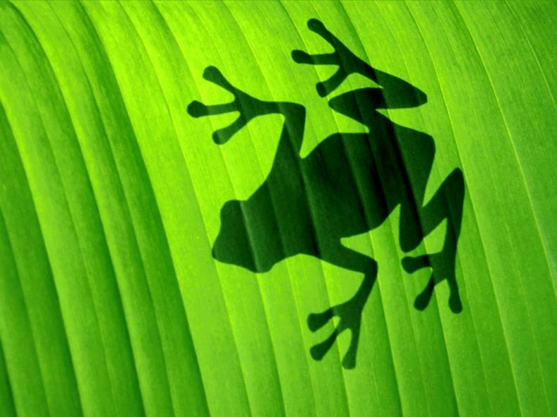 green_frog_shadow_behind_a_leaf.jpg