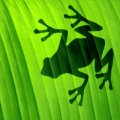 Green Frog Shadow Behind a Leaf