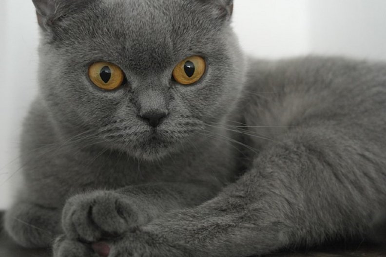 pretty_grey_cat.jpg