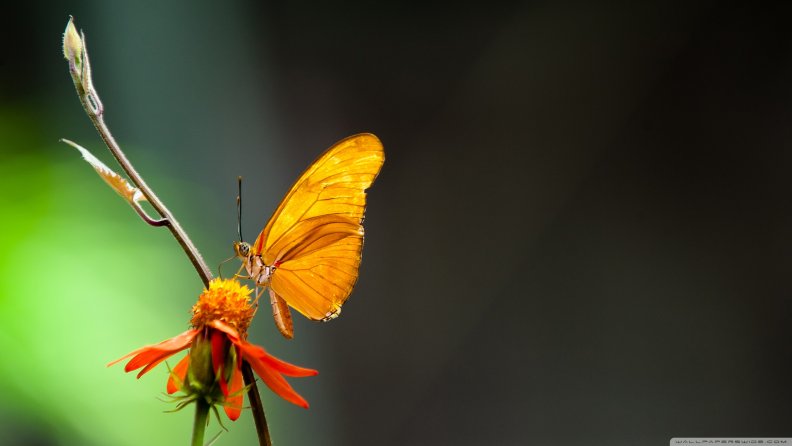 butterfly_in_the_light.jpg