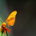 butterfly in the light