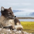 Beautiful Arctic Fox