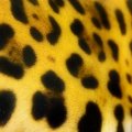 A jaguar's spots