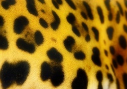 A jaguar's spots