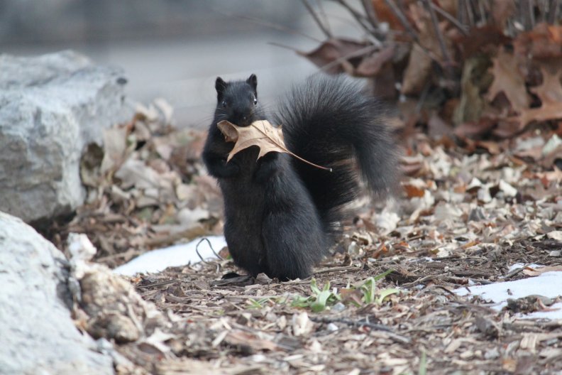 Black Squirrel in Autumn