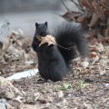 Black Squirrel in Autumn