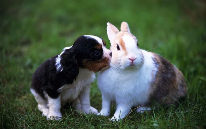 puppy_and_rabbit.jpg