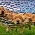 Puppies in hammock