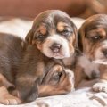 Three beagle baby's