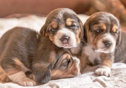 Three beagle baby's