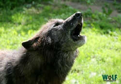 Wolf,howls