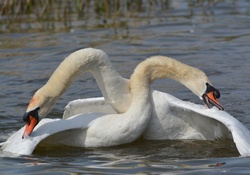 Swans dance