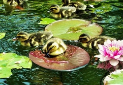 Sweet Ducklings