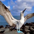 Blue_footed Booby