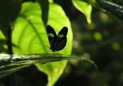 Madeira Butterfly silhouette