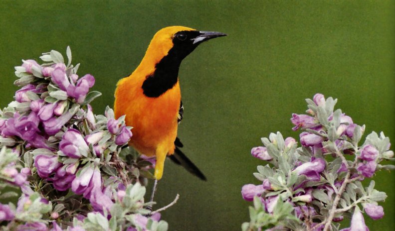Hooded Oriole F