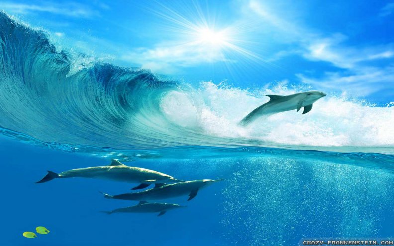 frolicking_dolphins.jpg