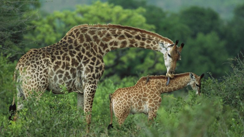 mother_giraffe_and_her_baby.jpg