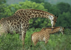 Mother Giraffe and her baby