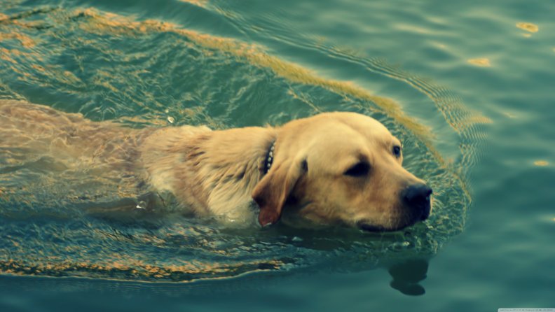 dog_swimming.jpg