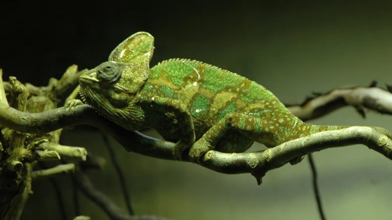 exotic_chameleon.jpg