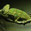 exotic chameleon