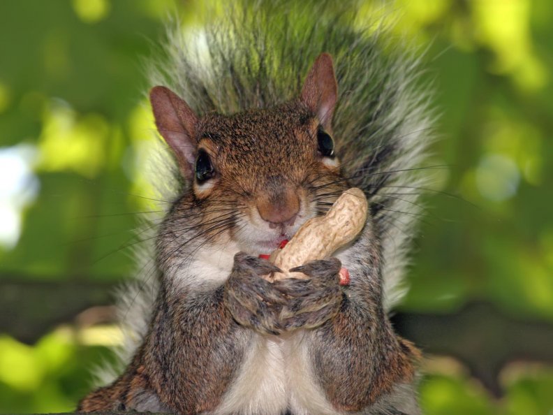 Squirrel Holding a Peanut