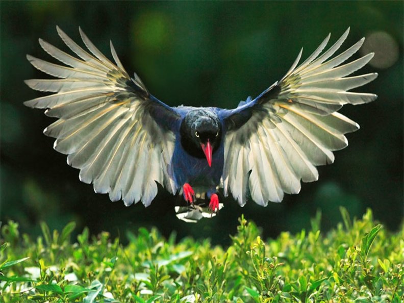 magpie_spreading_its_wings.jpg